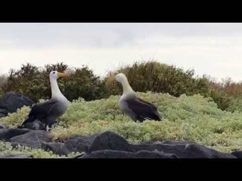 Angelito Galapagos Cruise