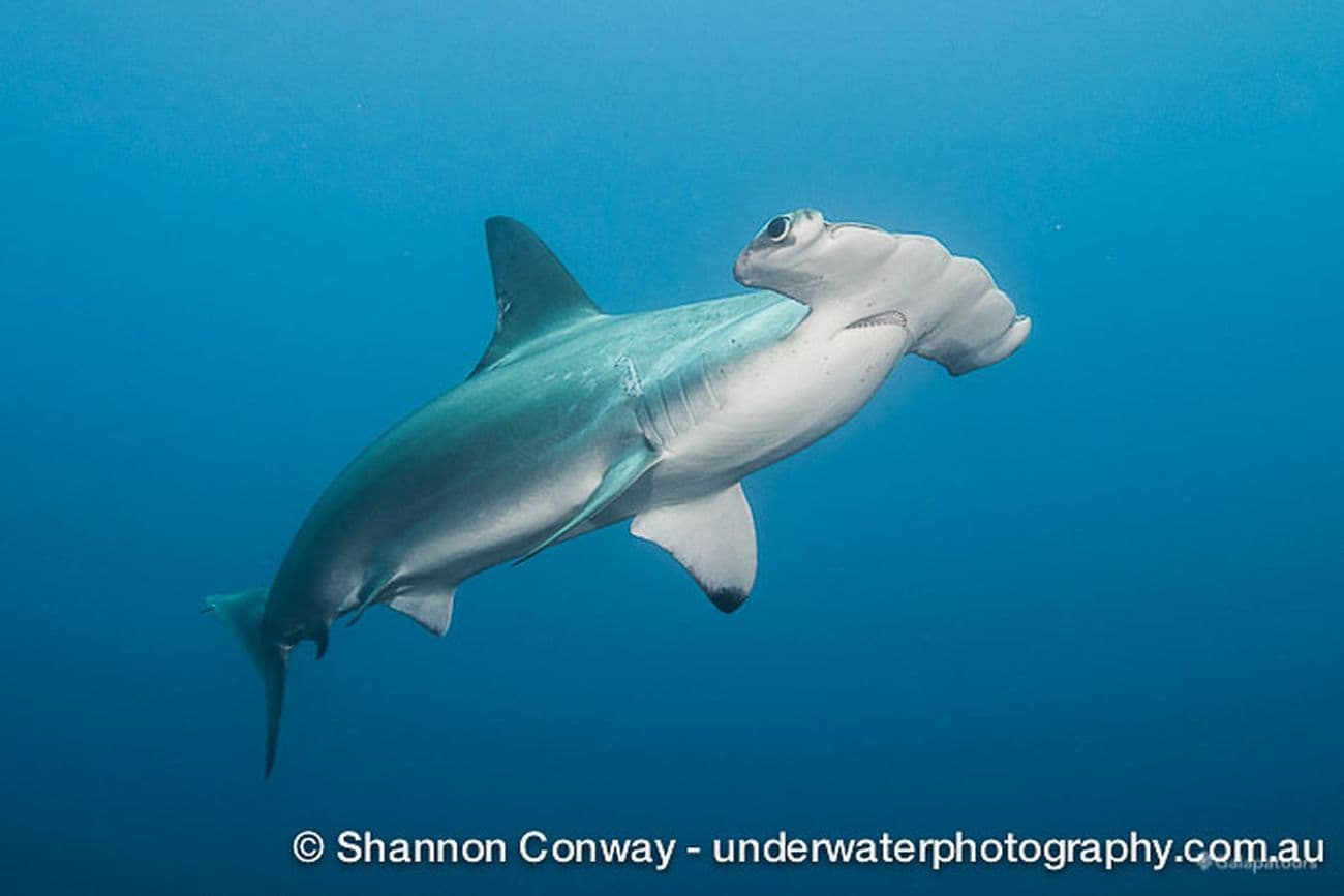 Requins des Galapagos