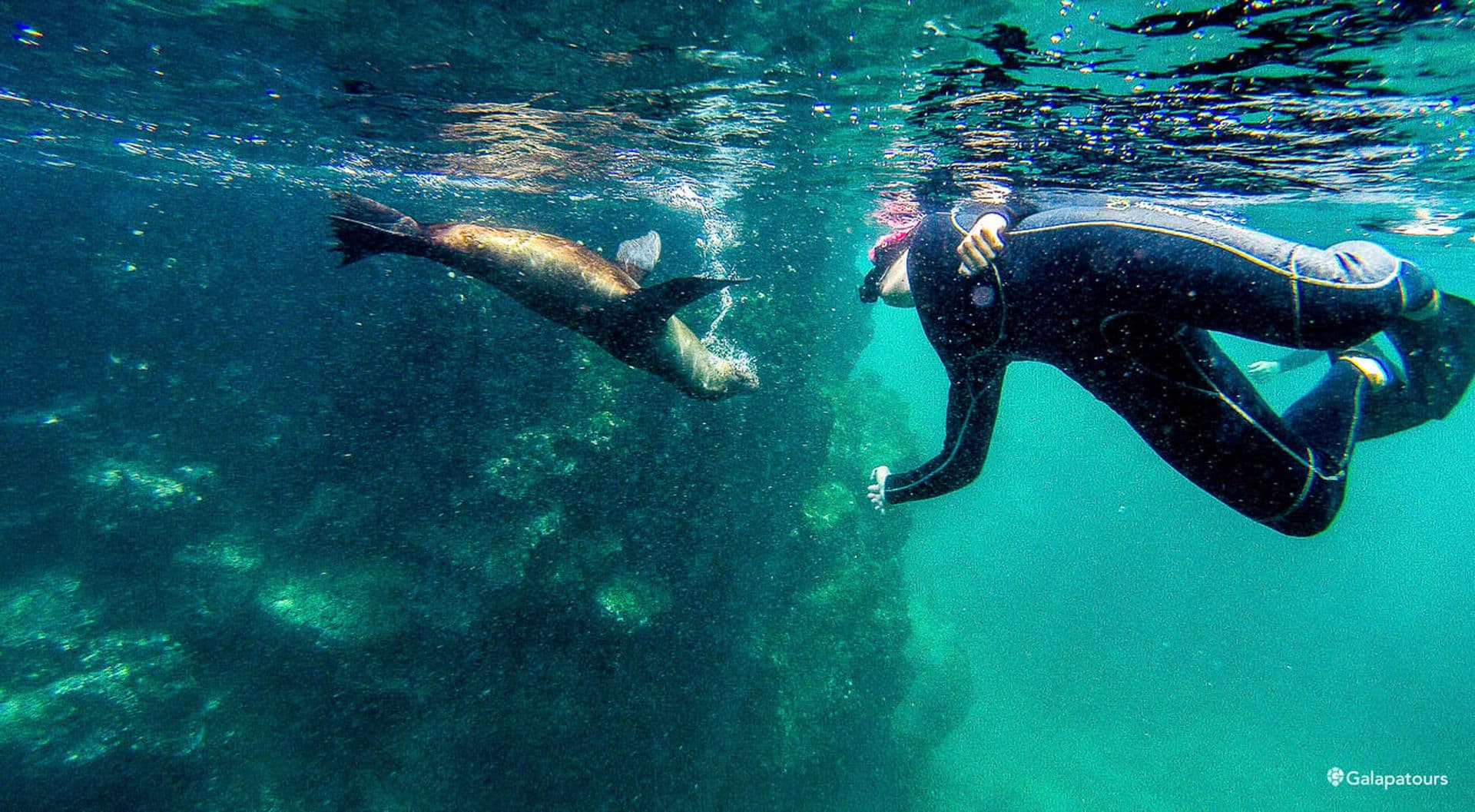 Galapagos Sea Lion