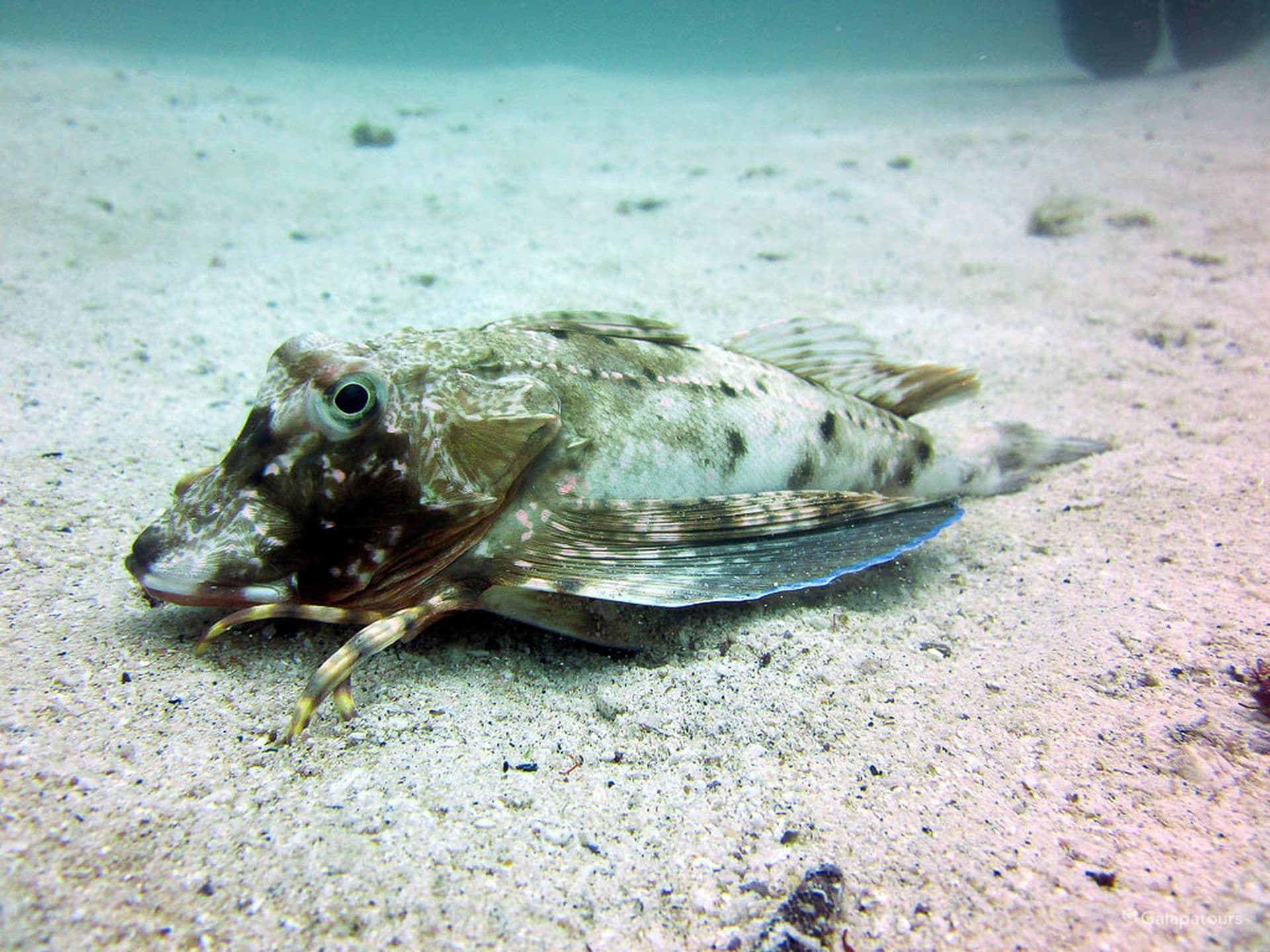 Galapagos Sea Robin
