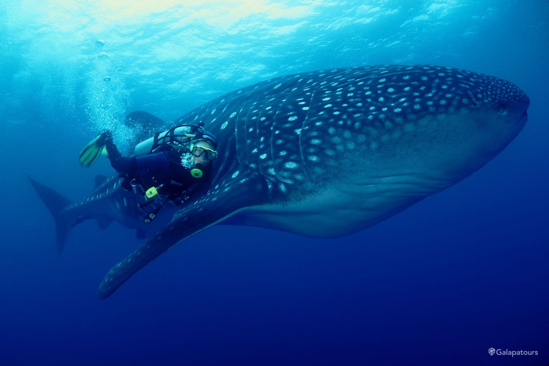 Whale Shark