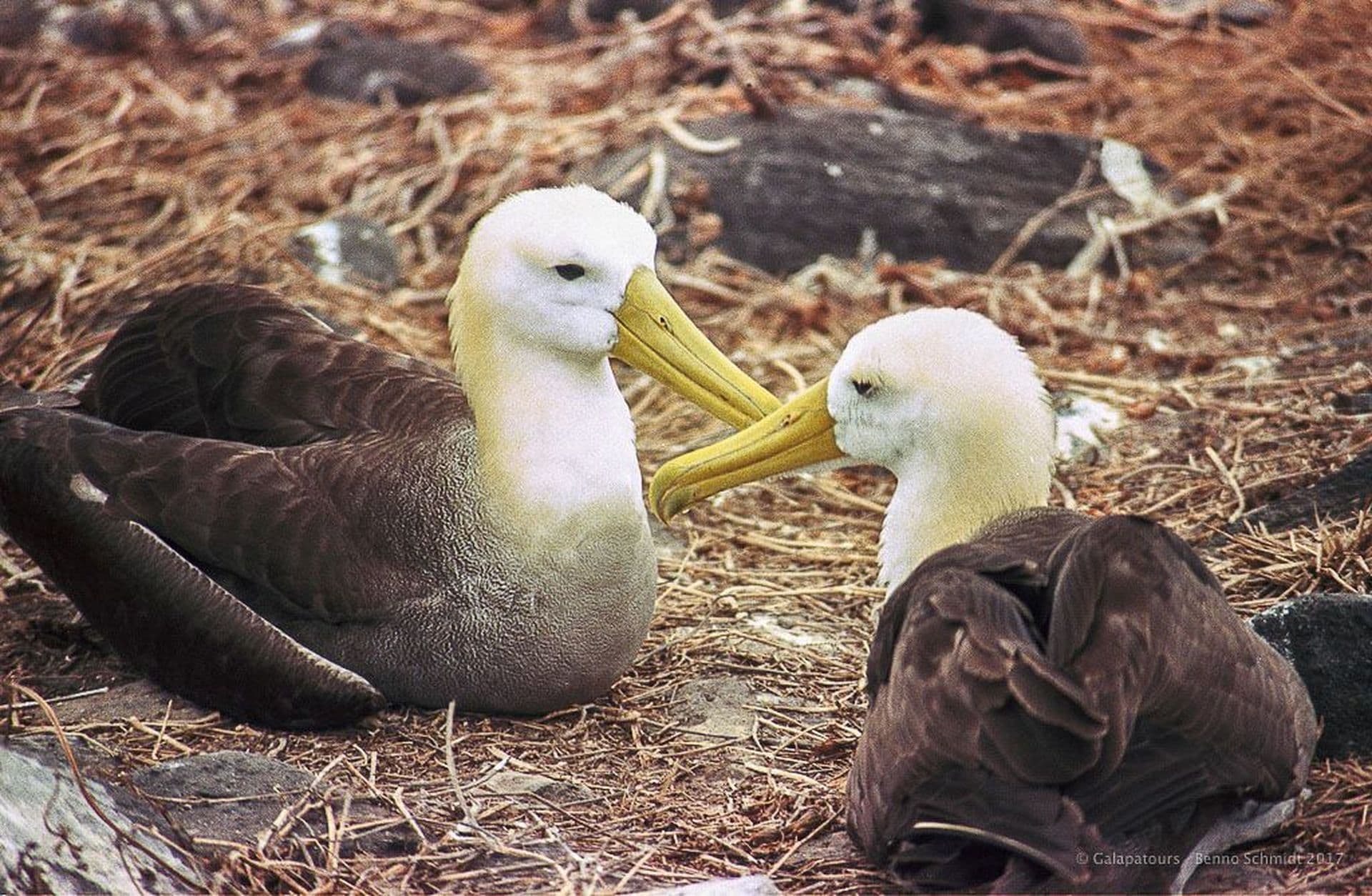 Galapagos Waved Albatross