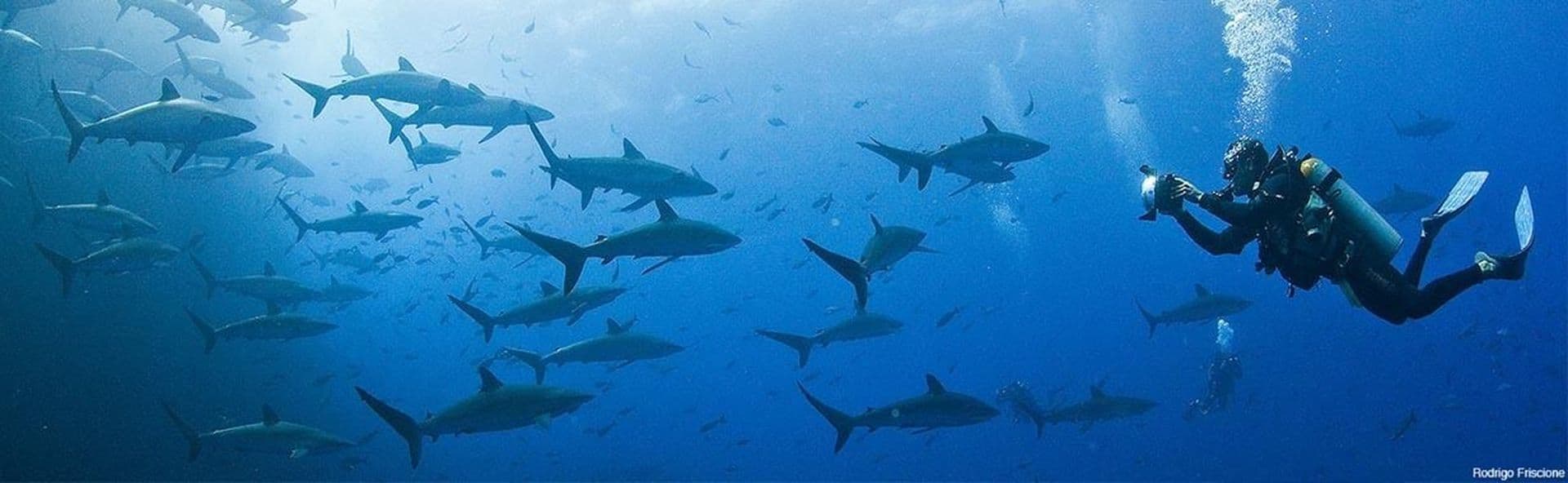 Filter media for: Our curated selection of of the best scuba diving cruises and liveaboards in Galapagos page