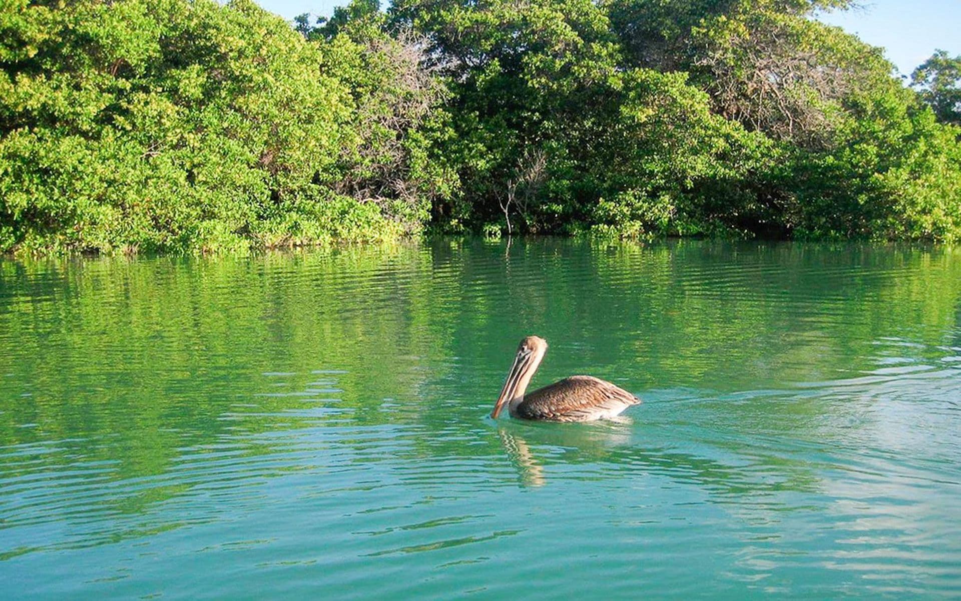Black Turtle Cove