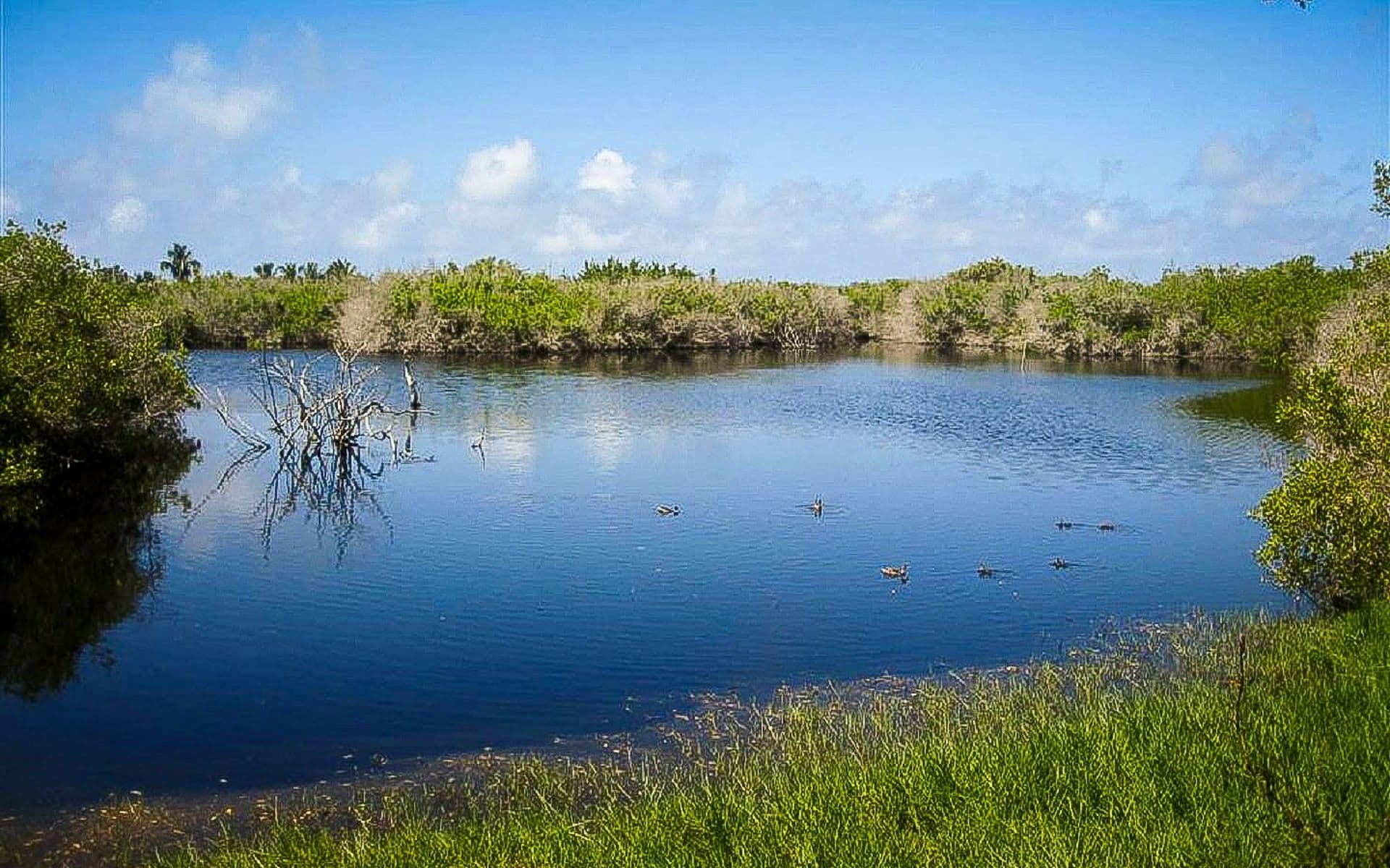 The Wetlands