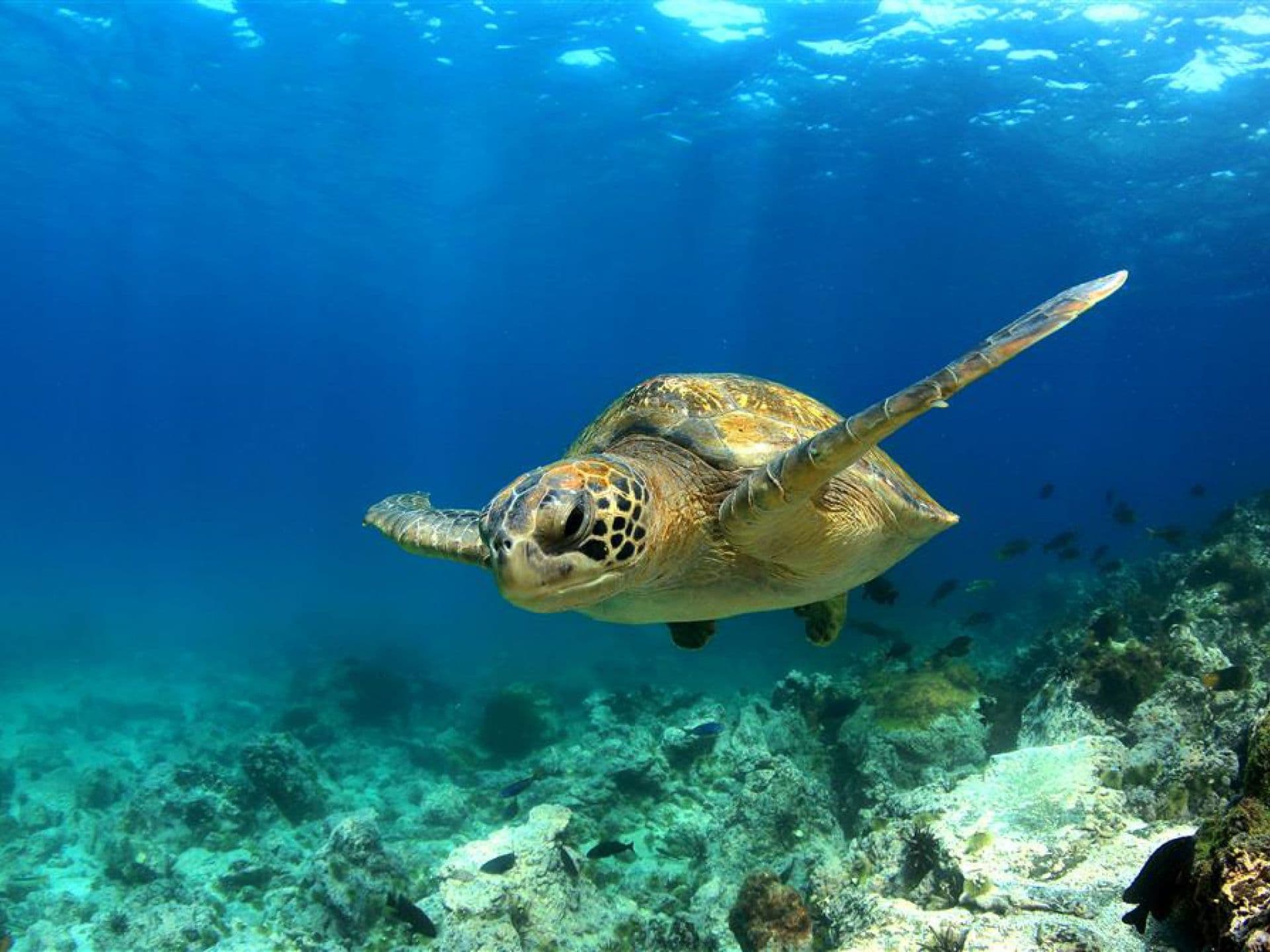 Addon: 3 Day Diving Extension from Puerto Ayora (Comfort Hotel)