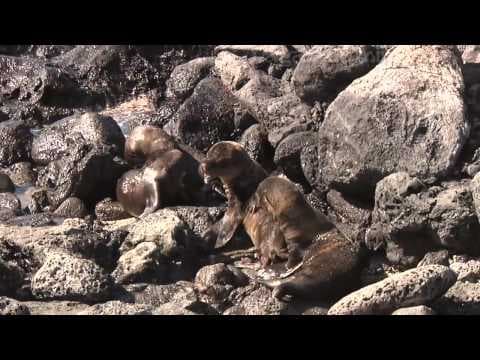 Millennium Galapagos Cruise