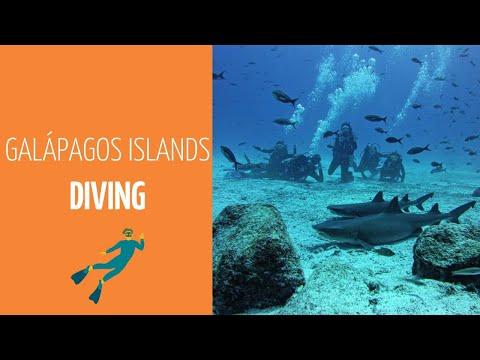 Galapatours - Diving in the Galapagos