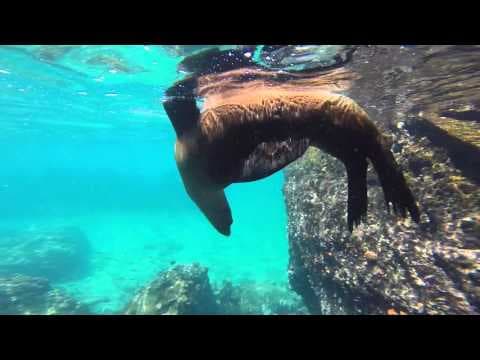 Isabela II Galapagos Cruise