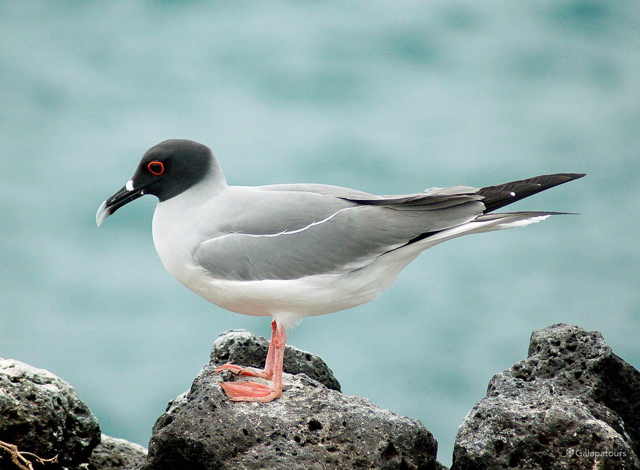 Swallow-Tailed Gull