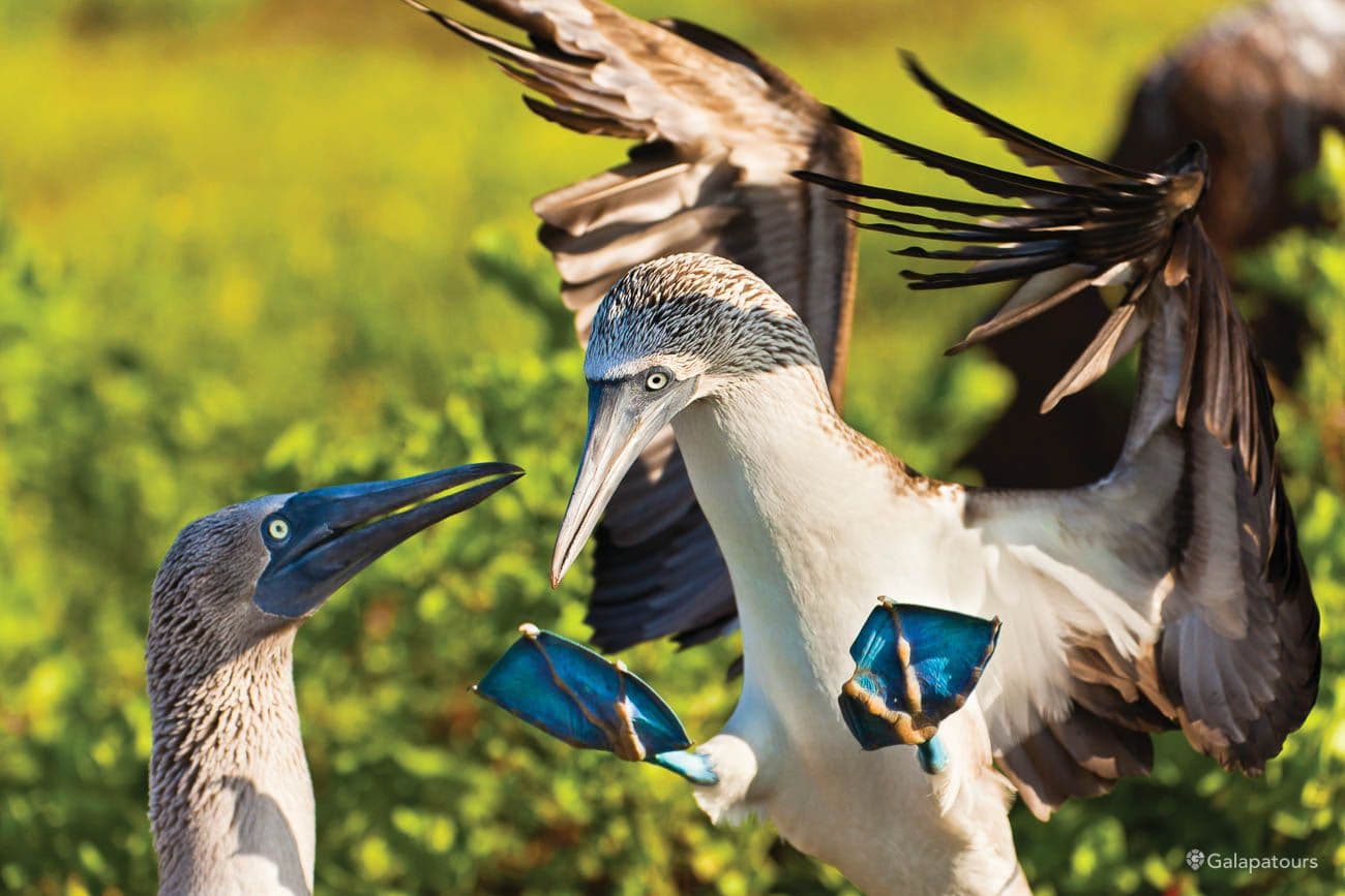 Filter media for: All these Galapagos Cruises offer French-speaking guides upon request page