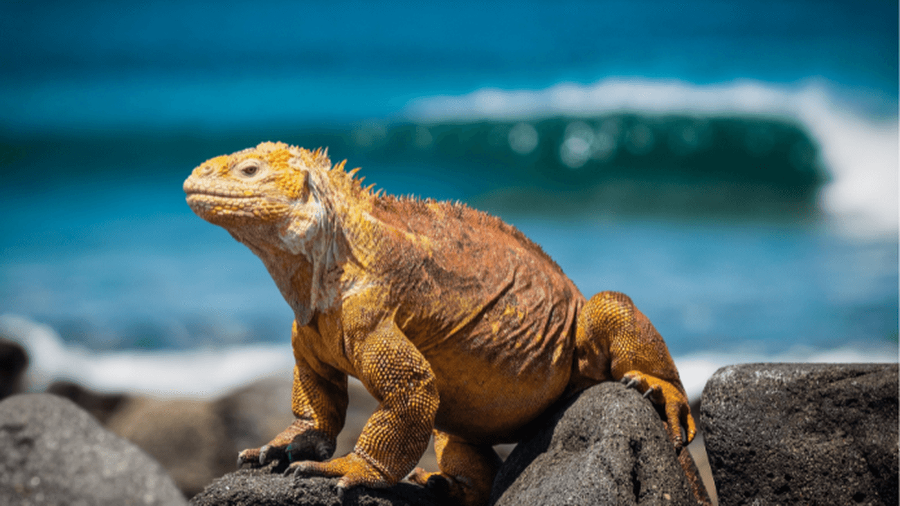 Galapagos animals