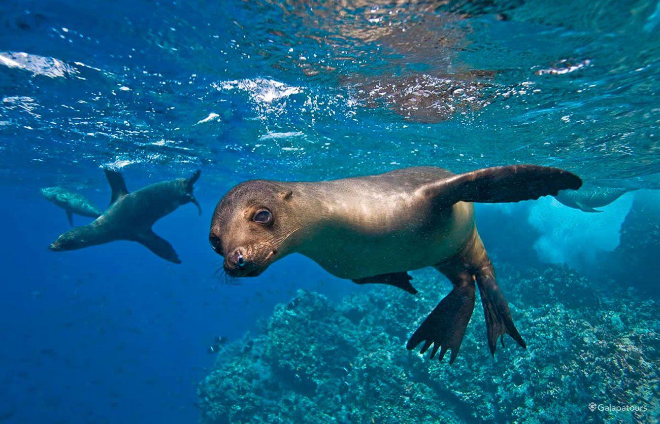 Sea Lion in Galápagos
