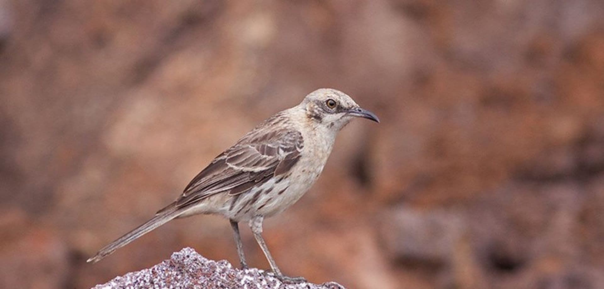 mockingbird7