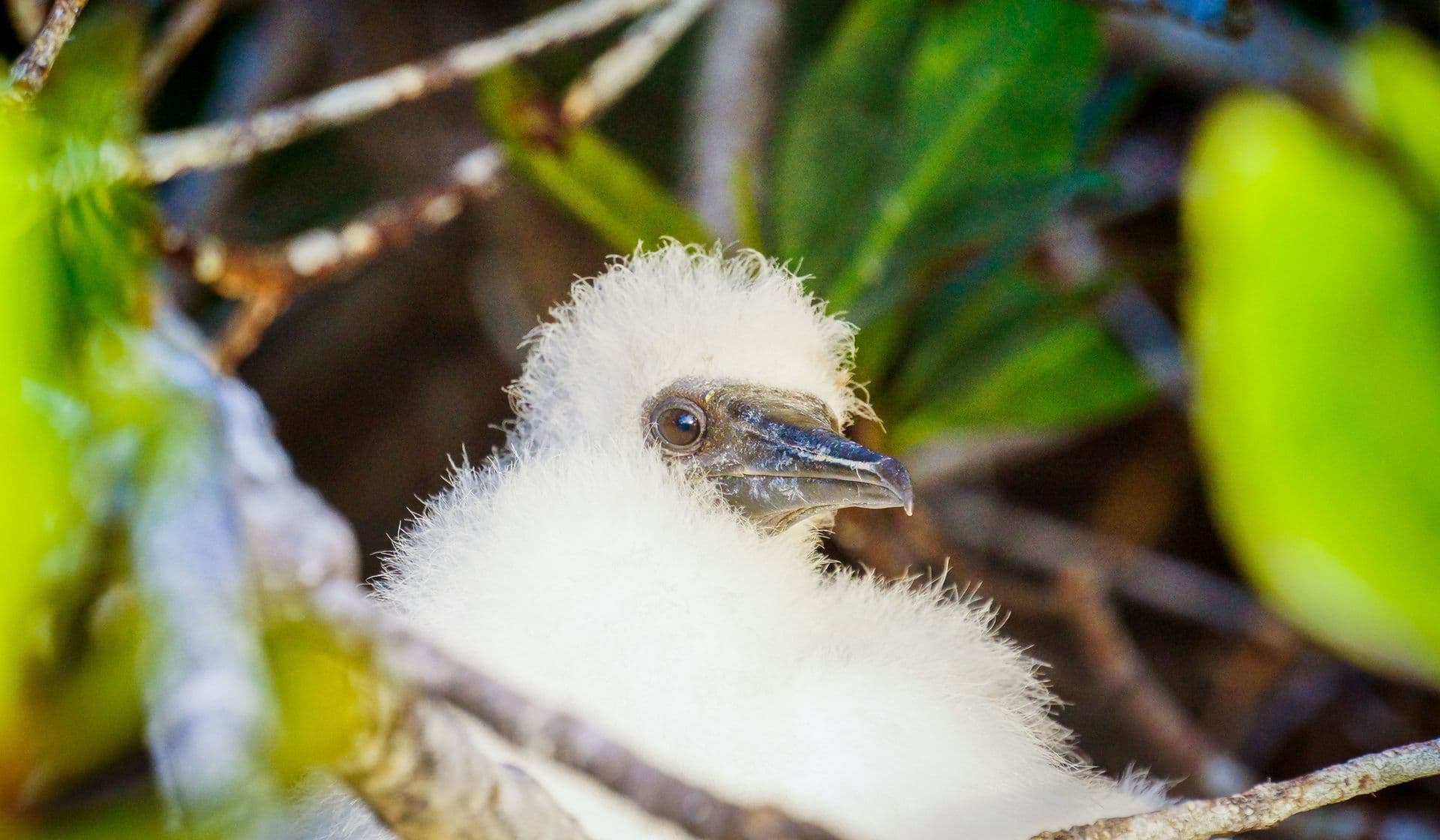 What Charles Darwin observed on the Galápagos Islands