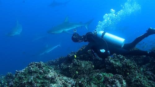 Darwin's Arch / Towers Diving