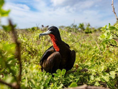 ecuador frigate bird galapagos vivideo 928 - Frigate Birds on Galapagos, Ecuador