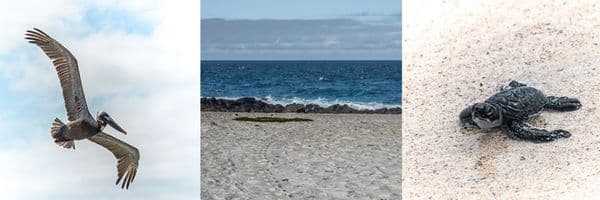 Borrero Bay