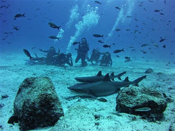 Galapagos diving