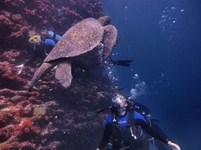 Galapagos diving