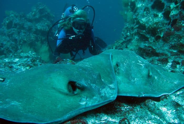 Galapagos diving