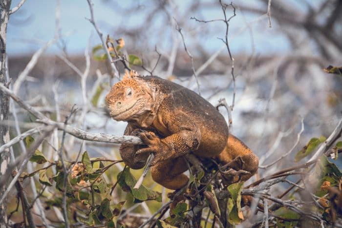 fauna, galapagos