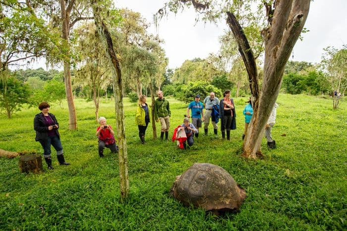 Galapagos Giant Tortoise