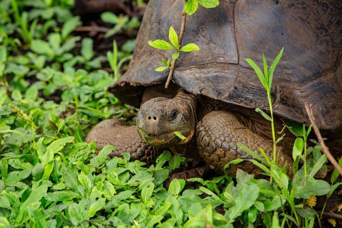 Galapagos Giant Tortoise