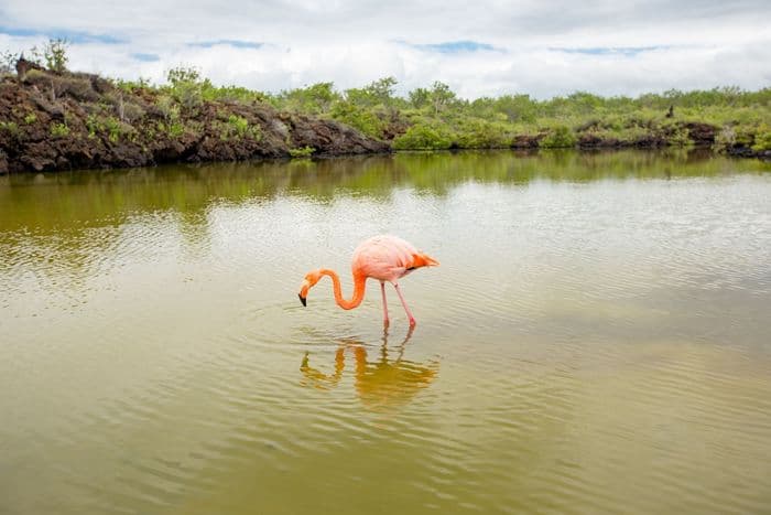 Greater Flamingo