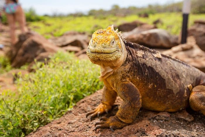 Galapagos Land Iguana