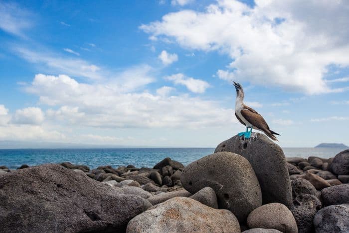 Blue-Footed Booby