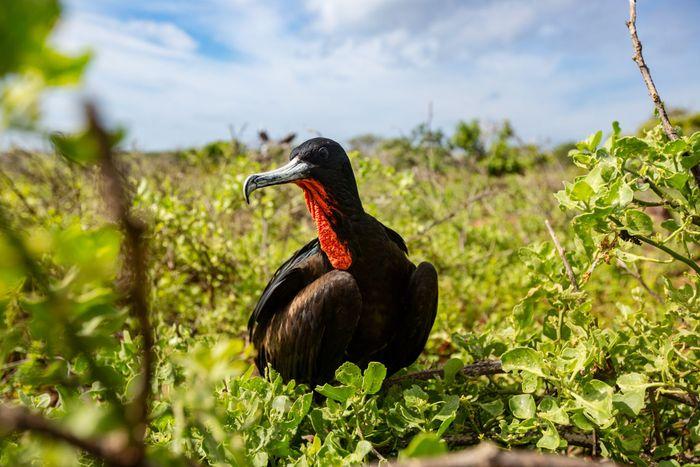 Galapagos Frigatebirds