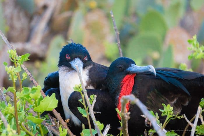 Galapagos Frigatebirds