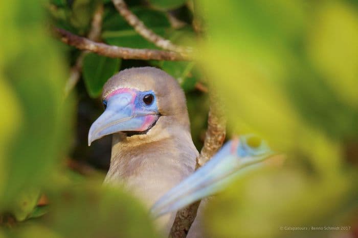 Red-Footed Booby