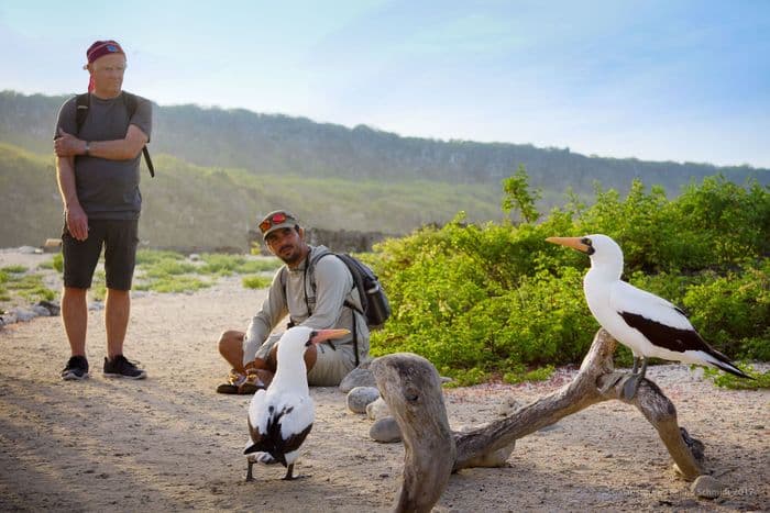 Nazca Booby