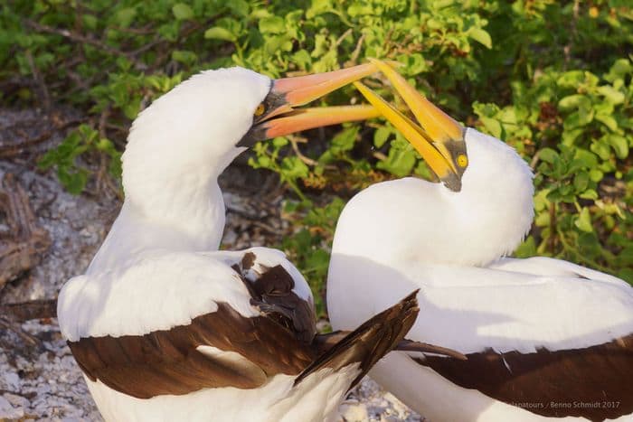 Nazca Booby