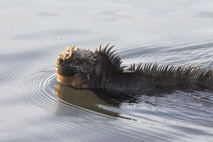 Galapagos Marine Iguana