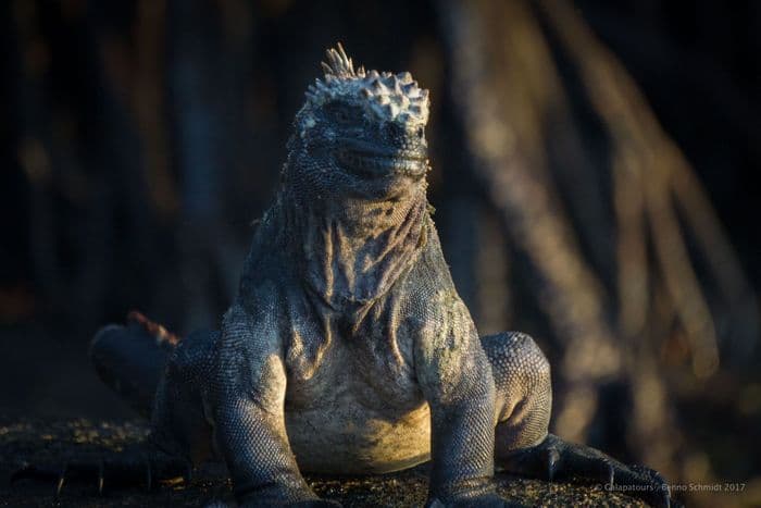 Galapagos Marine Iguana