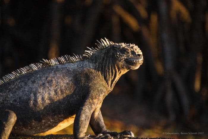 Galapagos Marine Iguana