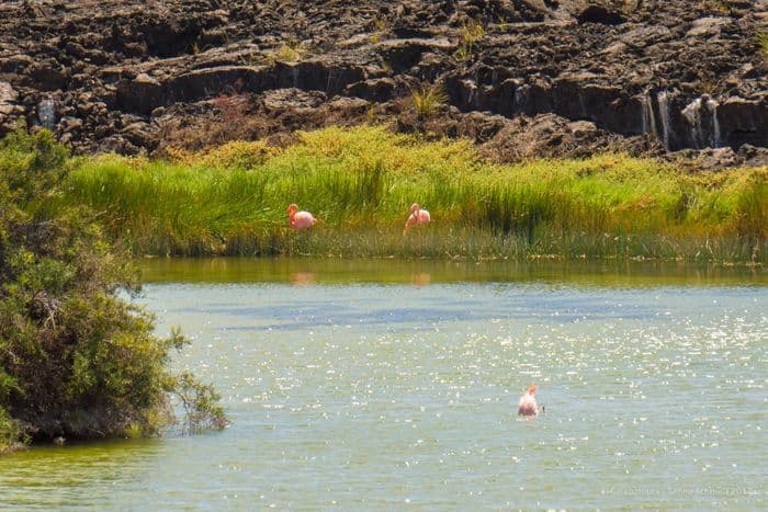 Greater Flamingo