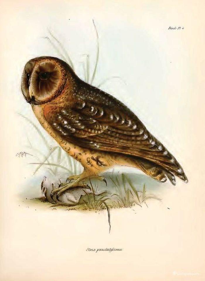 Galapagos Barn Owl