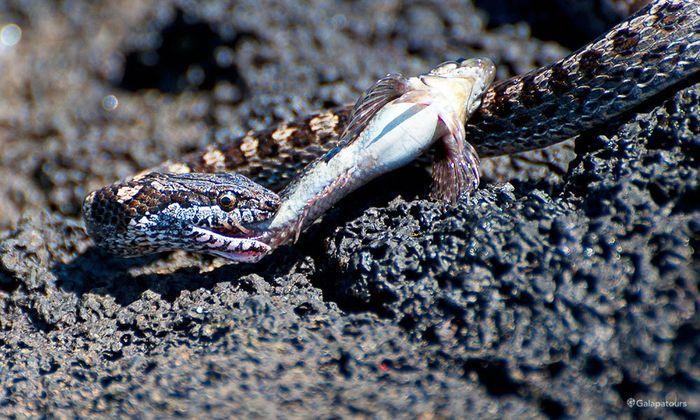 Galapagos Racer Snake