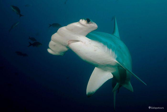 Galapagos Sharks