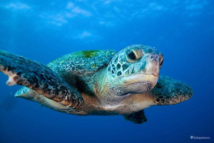 Galapagos Green Turtle | Galapatours