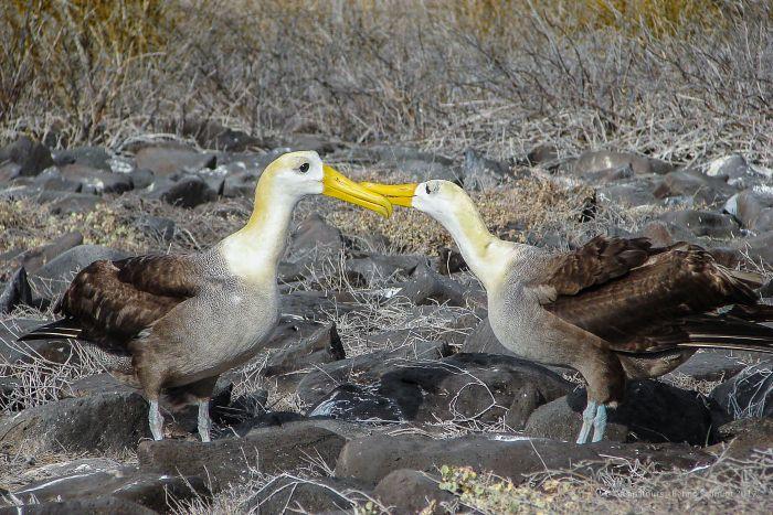 Galapagos Waved Albatross
