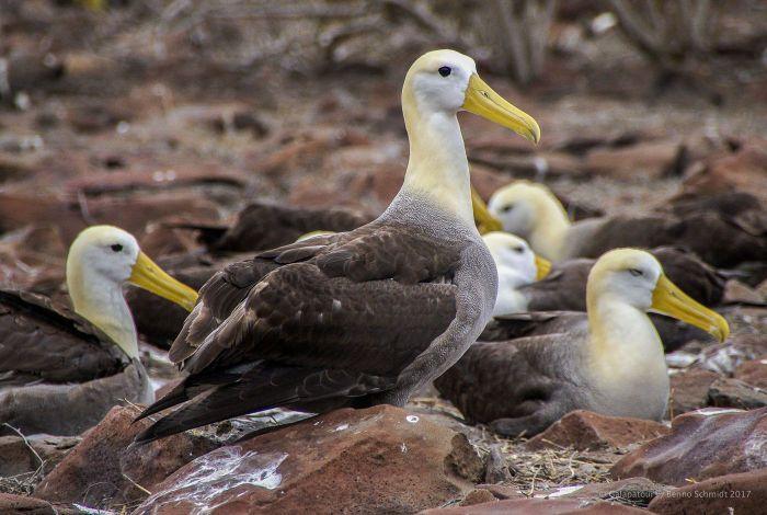 Galapagos Waved Albatross