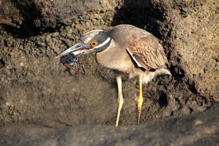 Yellow-crowned Night Heron