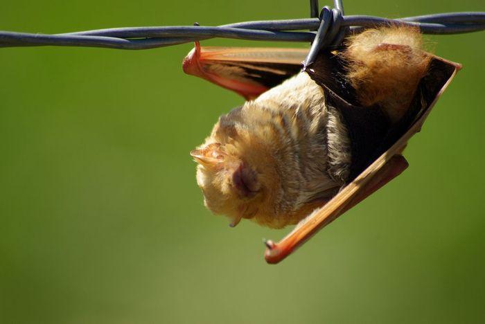 Galapagos Red Bat