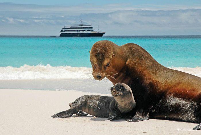 National Geographic Islander Galapagos Cruise