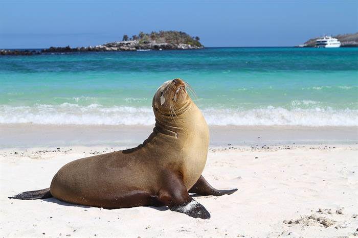 Monserrat Galapagos Cruise+Flights